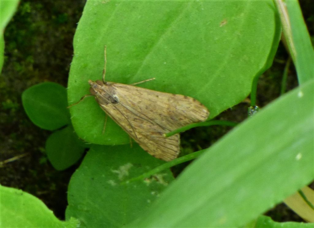 Falena da identificare